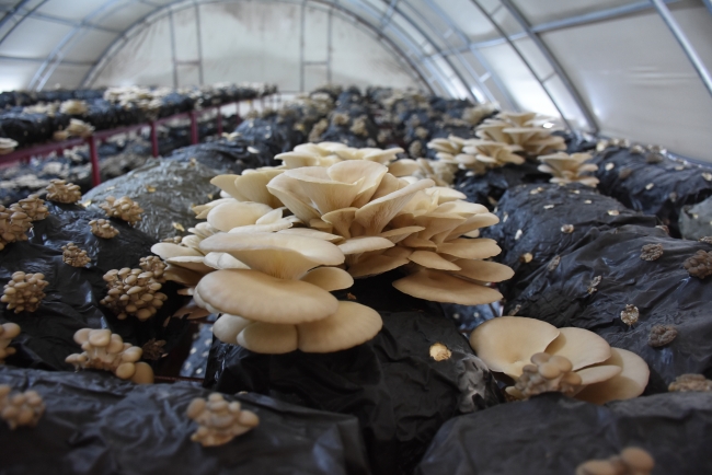 Hibe desteğiyle kendi işini kurdu