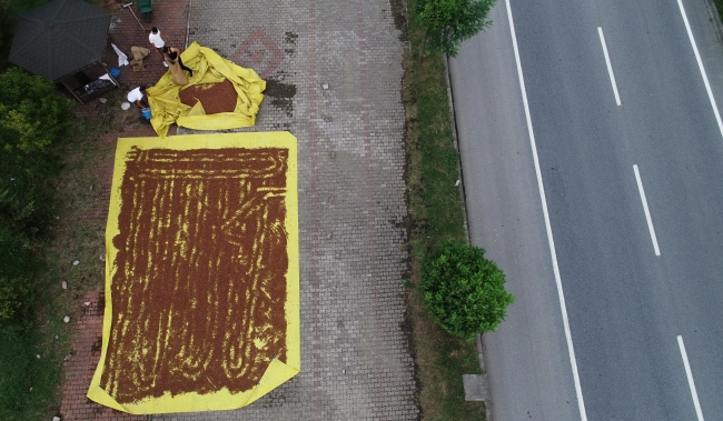 Karadeniz'in kaldırımları fındıkla renklendi