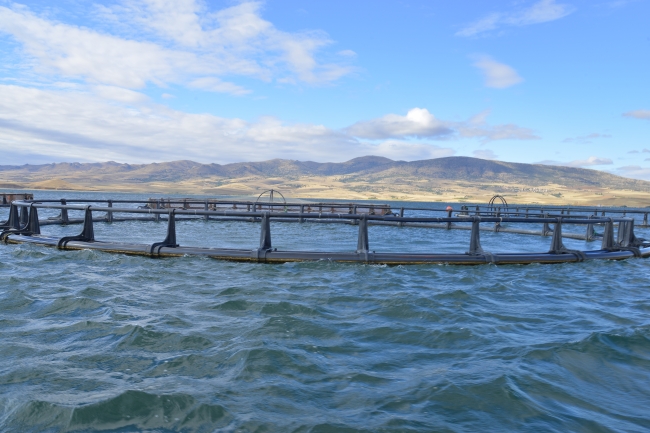 Hirfanlı Gölü balık üretim üssü oluyor