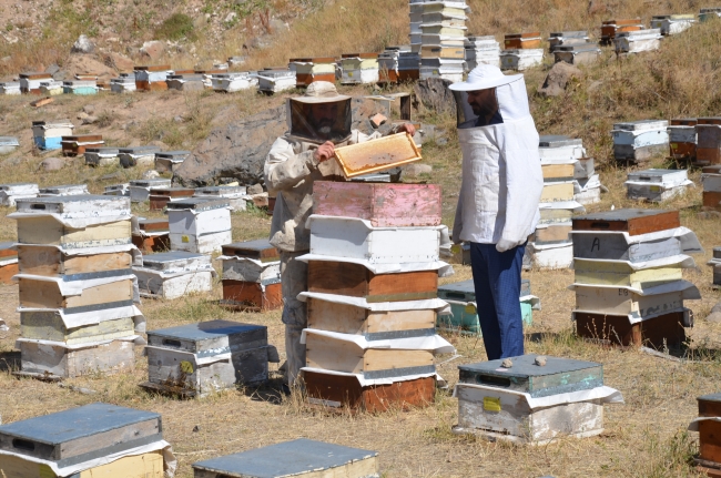 Sarıkamış'ta 2 bin 500 rakımlı yaylada bal hasadı
