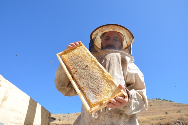 Sarıkamış'ta 2 bin 500 rakımlı yaylada bal hasadı