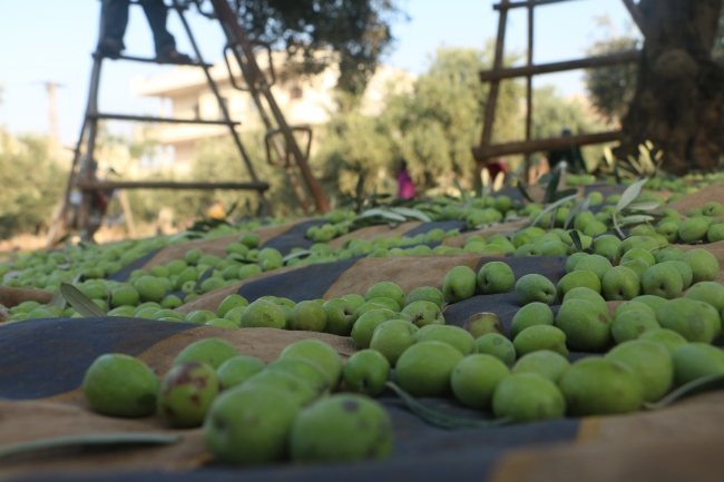 İdlib'de bombardıman ve göç gölgesinde zeytin hasadı başladı