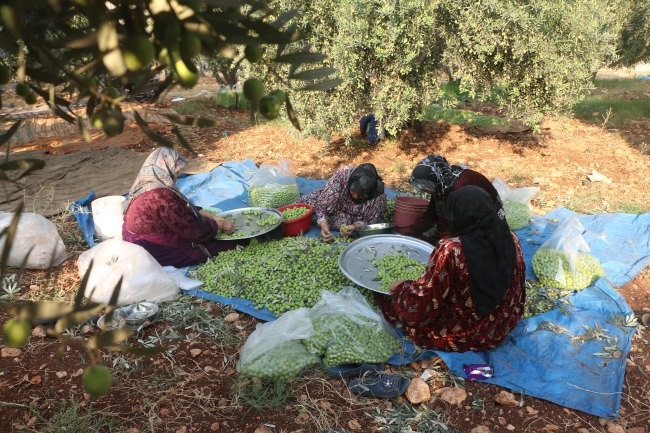 İdlib'de bombardıman ve göç gölgesinde zeytin hasadı başladı