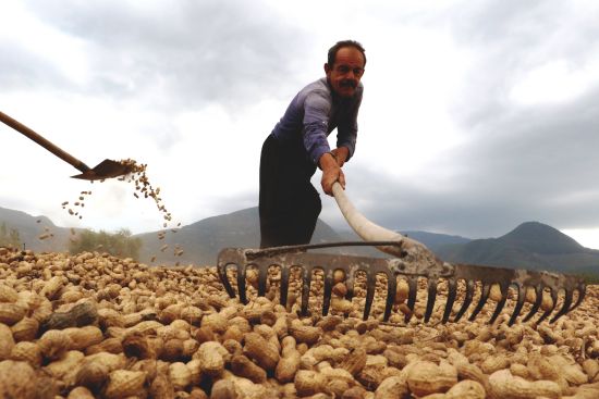 Osmaniye yer fıstığından kazanıyor