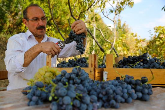 "Cimin üzümü" Erzincanlı üreticisini üzdü