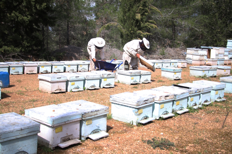Olumsuz mevsim koşulları ve tarım ilaçları bal üretimini azaltıyor