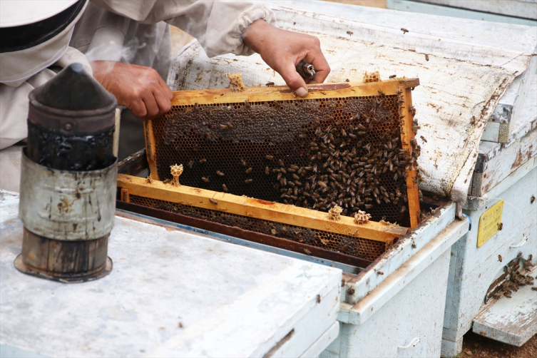 Olumsuz mevsim koşulları ve tarım ilaçları bal üretimini azaltıyor