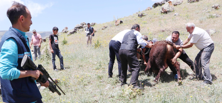 Erzurum'da boğalar firar etti