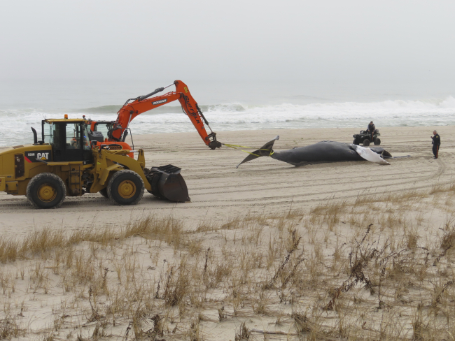 ABD'de bir balina daha kıyıya vurdu