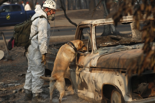 California'daki yangın felaketinde ölü sayısı 74'e yükseldi
