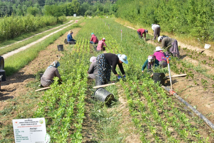 Kastamonu’da 400 bin adet yabani meyve üretimi yapıldı