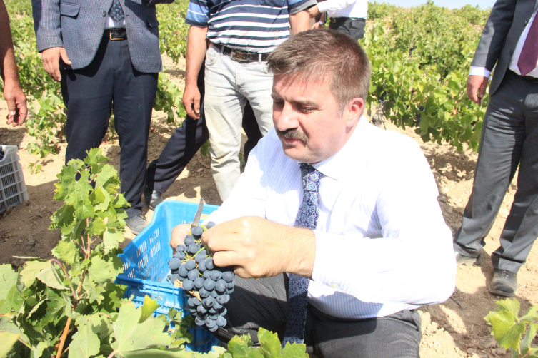 Karaman'da ekşikara üzümünün hasadı başladı