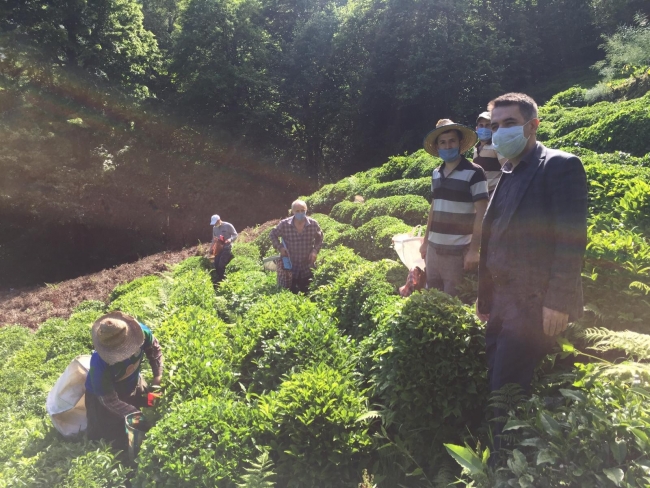 Koronavirüse yakalanan köylünün çayı imece usulüyle toplandı