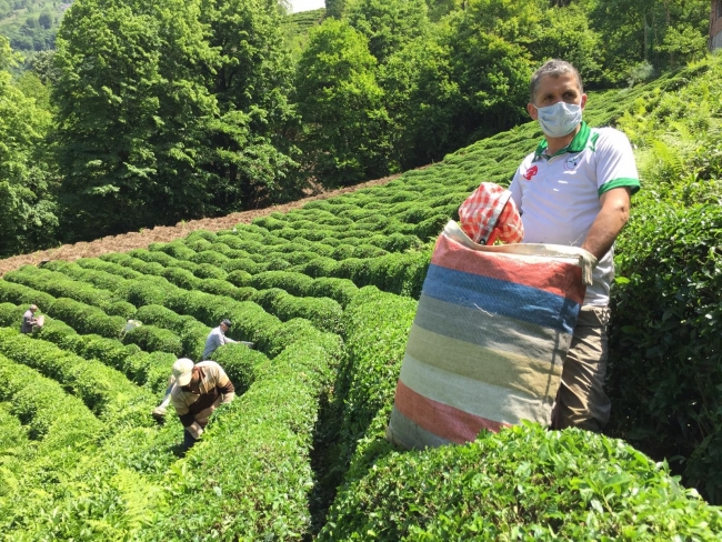 Koronavirüse yakalanan köylünün çayı imece usulüyle toplandı