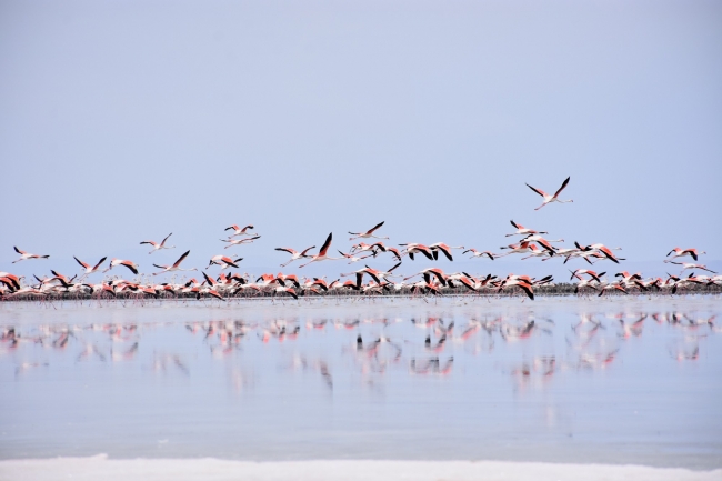 Tuz Gölü'nde 20 yavru flamingo ölü bulundu