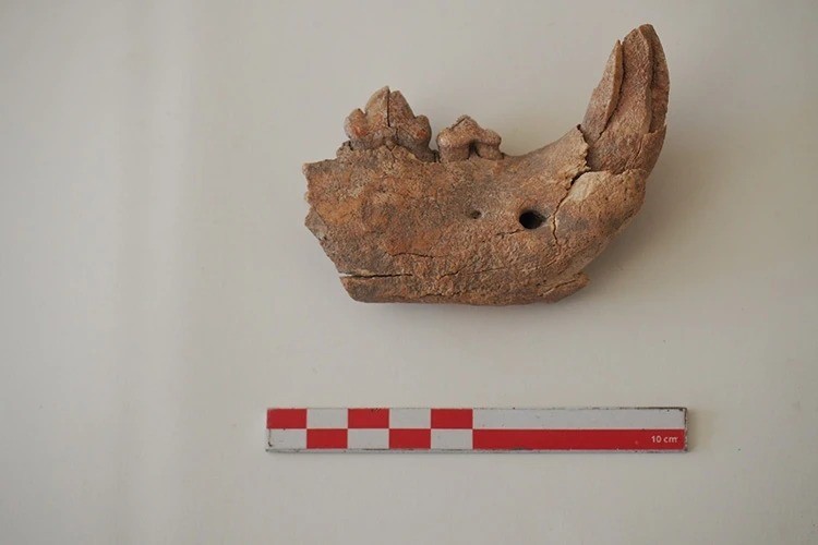 Apemia Antik Kentinde büyük bir kedi türüne ait çene kemiği bulundu