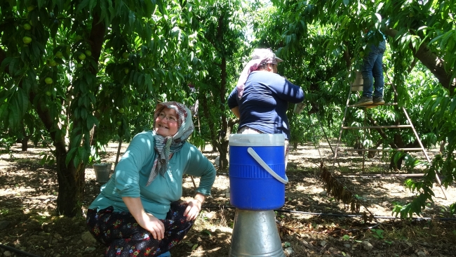 Şifa deposu Bayramiç beyazının hasadı başladı