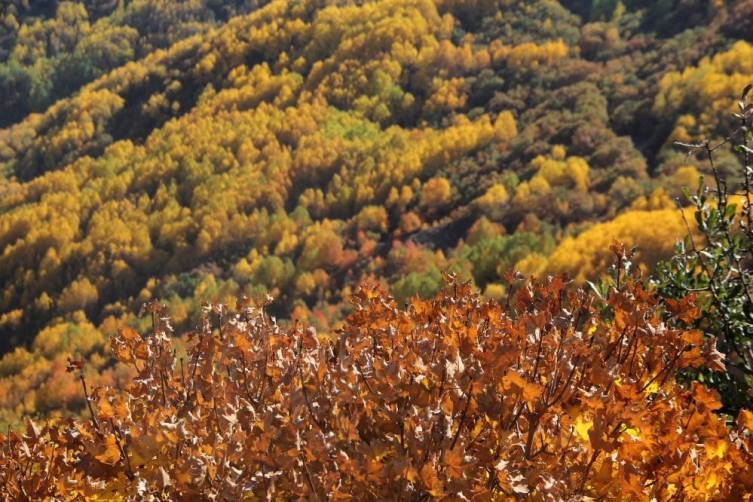 Erzincan’da sonbaharda renk cümbüşü