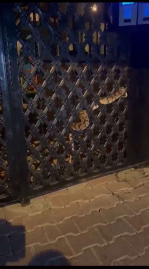 Antalya'da kapıya dolanan yılan korku dolu anlar yaşattı