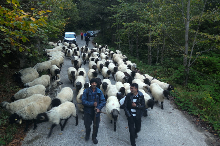 Gümüşhane'nin yüksek yaylalarından sürü göçleri devam ediyor