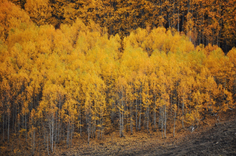 Tunceli’de sonbaharın görsel şöleni