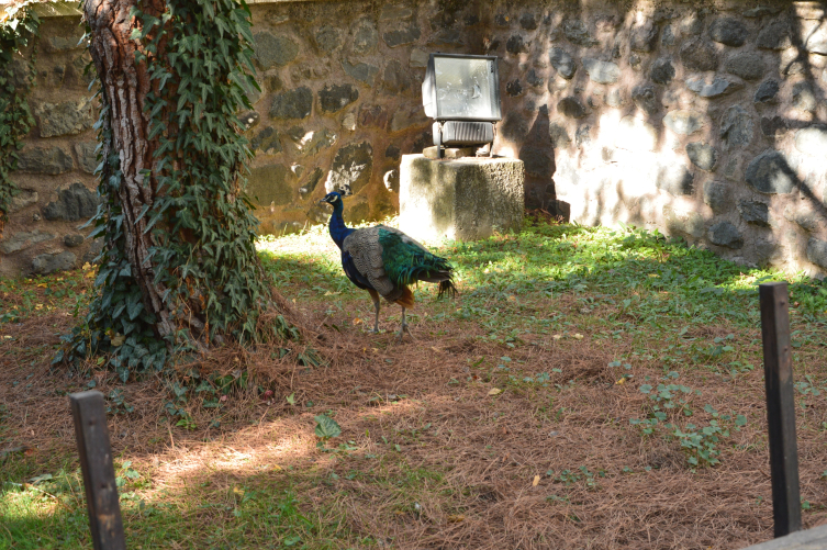 Mahalle sakinleri tavus kuşunu CİMER'e şikayet etti