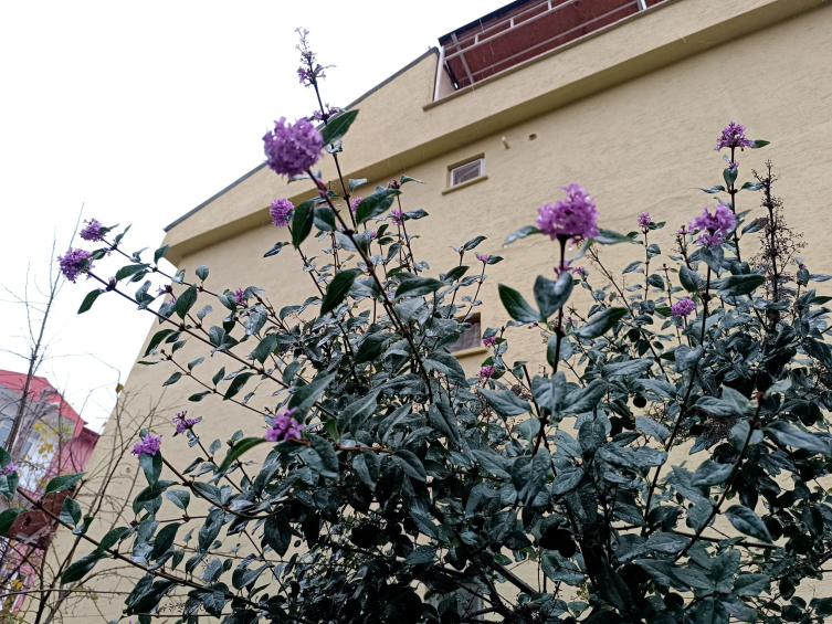 Tunceli'de iki mevsim aynı anda: Bir yanı kara kış diğer yanında çiçek açıyor