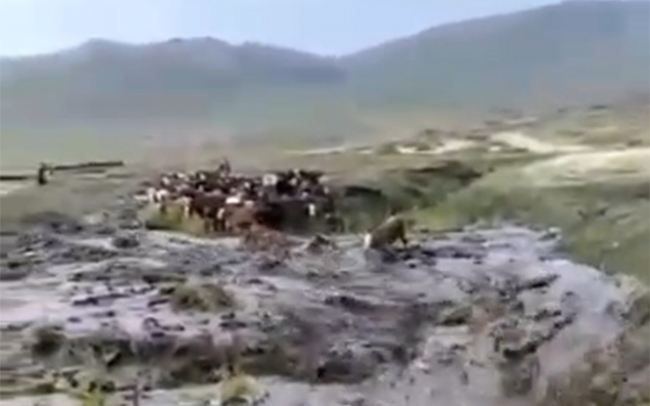 Sele kapılan dananın sürüklenme anı kamerada