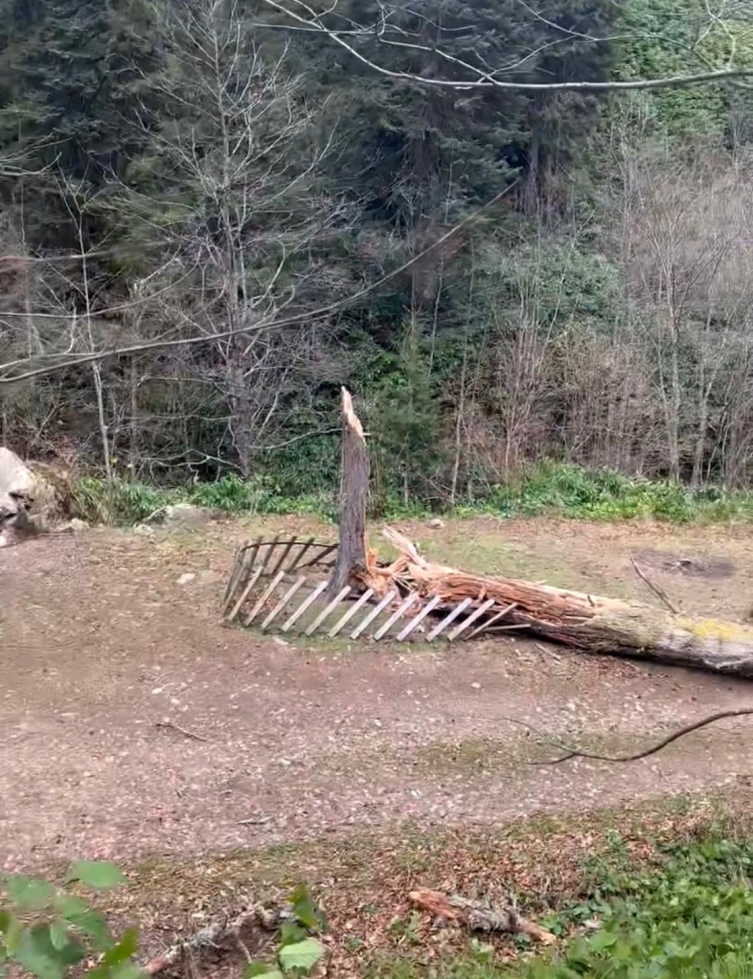 Fırtına yüzlerce yıllık anıt ağacı devirdi