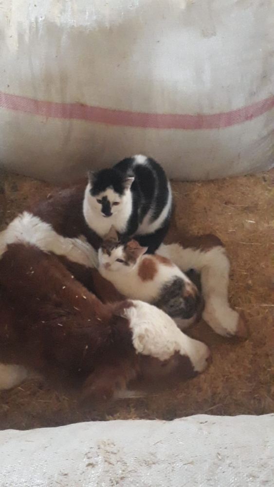 Annesi ölen danayı köpek emziriyor