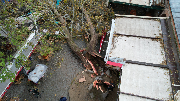 Koza Han'daki 250 yıllık çınar fırtınaya dayanamadı