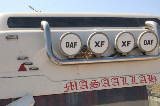 Kumrunun yuva yaptığı tır seferden çekildi