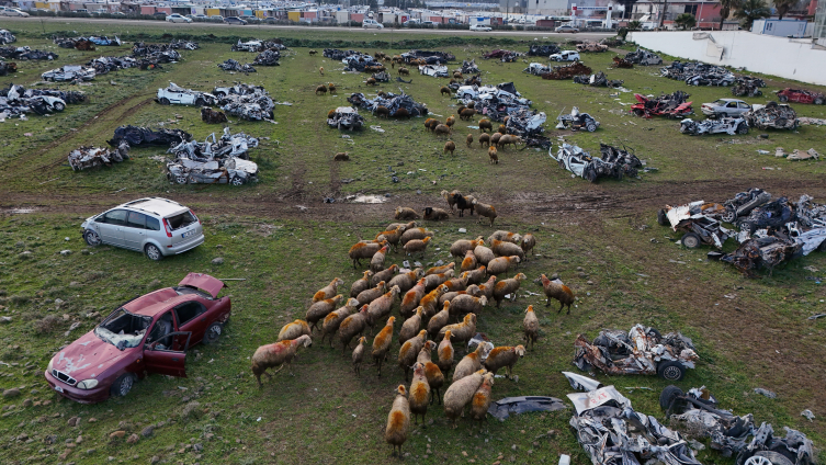 Hurda araç mezarlığı koyunlara otlak oldu