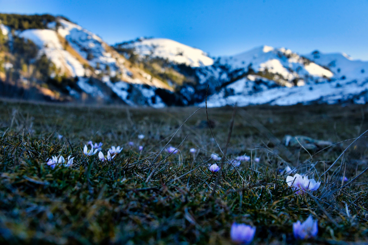 Gümüşhane'de kardelenler baharın müjdesini verdi