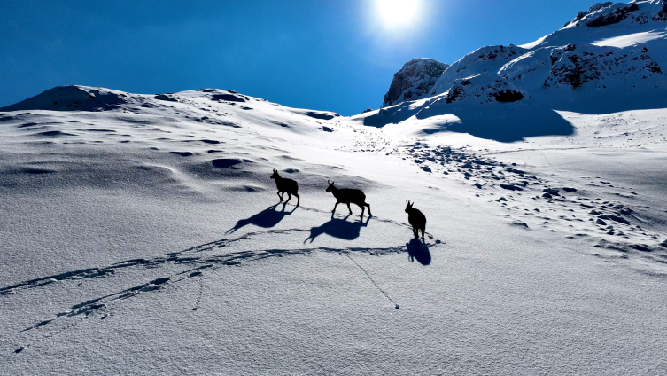 Erzincan’da karlı dağları aşarak göç yoluna koyulan yaban keçileri görüntülendi