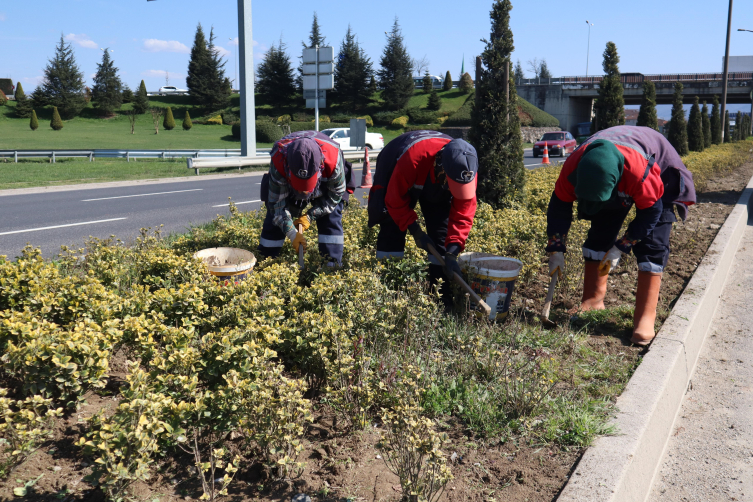 Düzce'de refüjlere bakım çalışması yapılıyor