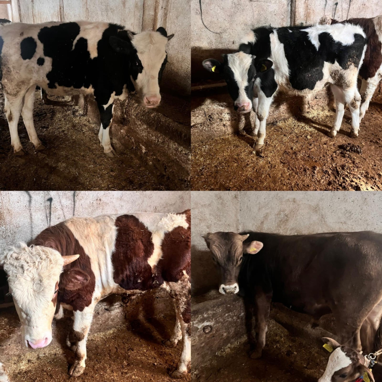 Sahte parayla hayvan satın alım satımı yapan 2 zanlı tutuklandı