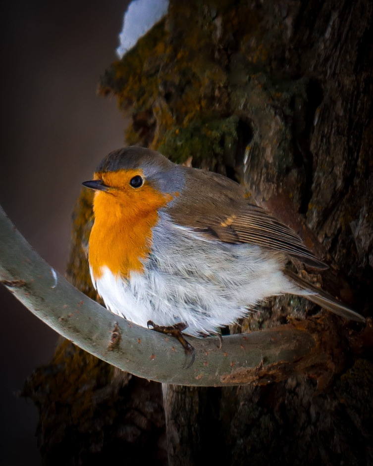 Kuş fotoğrafçılarının cenneti: Aladağlar Milli Parkı