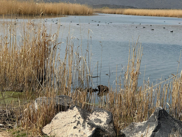 Ağrı Dağı eteklerinde su maymunları görüntülendi