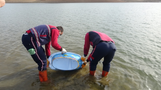 Kuruyan barajdaki balıkları kurtarmak için zamanla yarıştılar