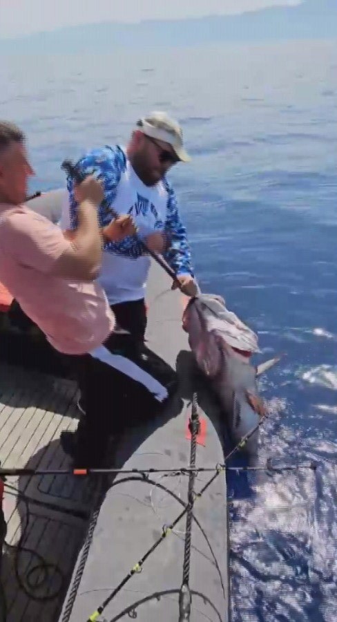 Denize açılan amatör balıkçının oltasına 40 kiloluk balık takıldı