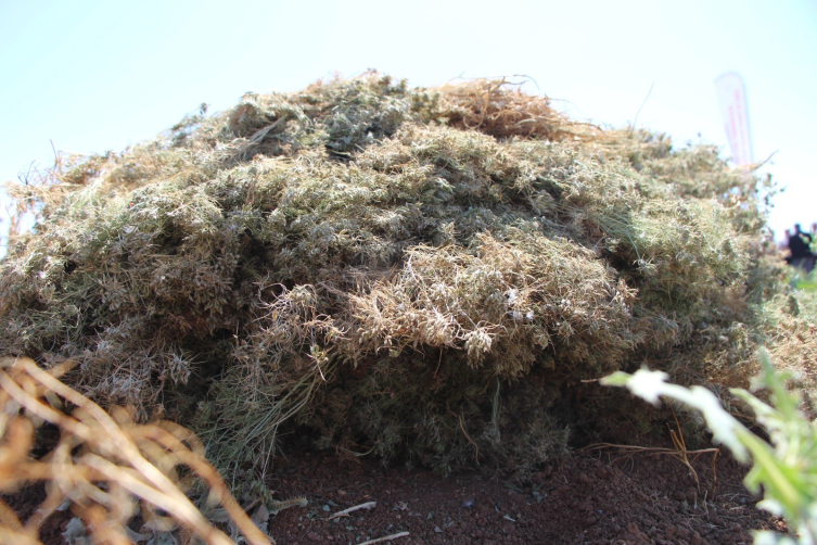 Şanlıurfa'da kimyon hasadı başladı