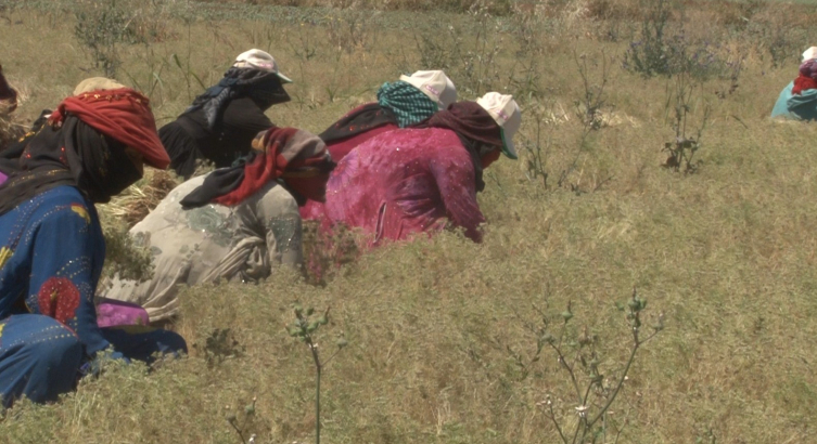 Şanlıurfa'da kimyon hasadı başladı