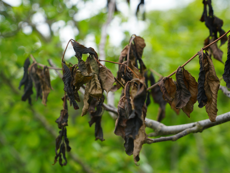 Kastamonu'da soğuk hava ceviz ağaçlarını vurdu