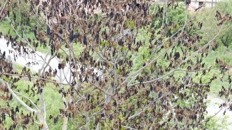 Kastamonu'da soğuk hava ceviz ağaçlarını vurdu