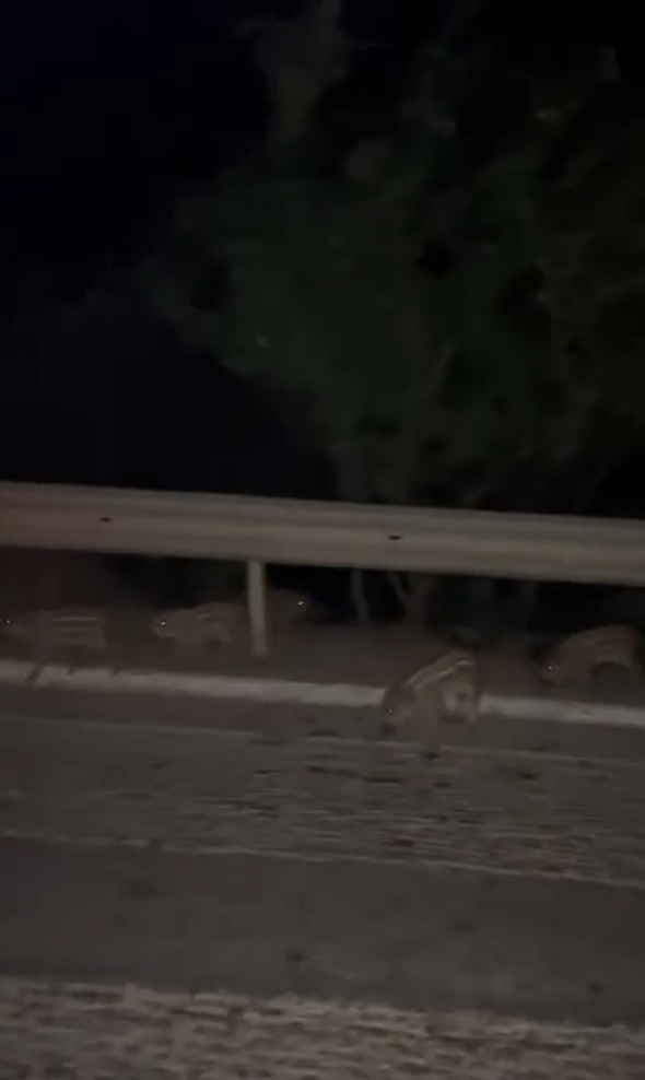 Yalova’da yavru domuzlar kara yoluna indi