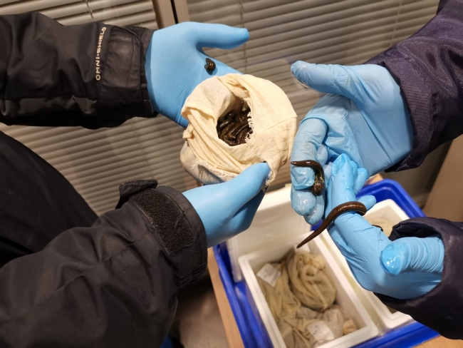 Sabiha Gökçen Havalimanı’nda 3 bin 300 tıbbi sülük ele geçirildi