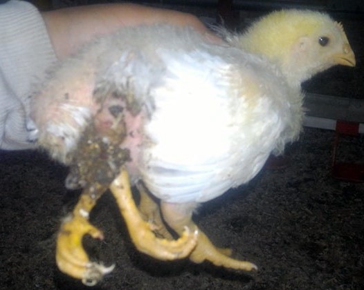 4 bacaklı civciv görenleri şaşırttı