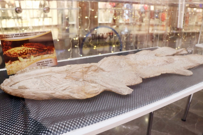 2 milyar yıllık mercan fosil Nevşehir’de sergileniyor