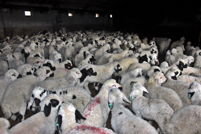 Kuzuların annelerine kavuşması anı duygulandırıyor